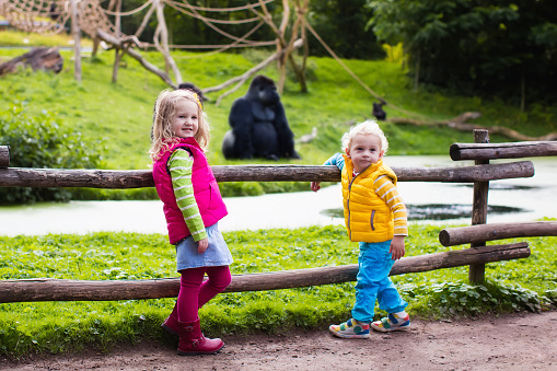 Two little kids, boy and girl, watch monkey show in the zoo on a cold autumn day. Children watching animals in safari park.