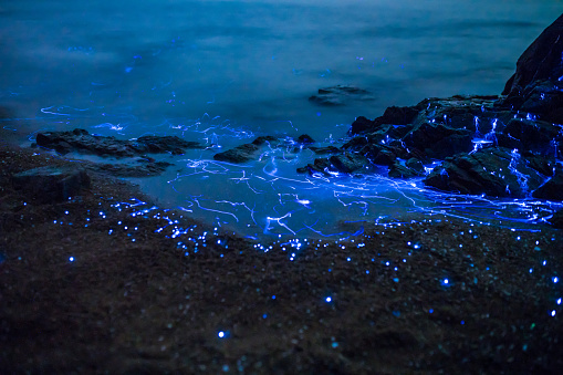 Bioluminescent sea fireflies glittering like diamonds on the rocks and sand. Okayama, Japan. August 2016