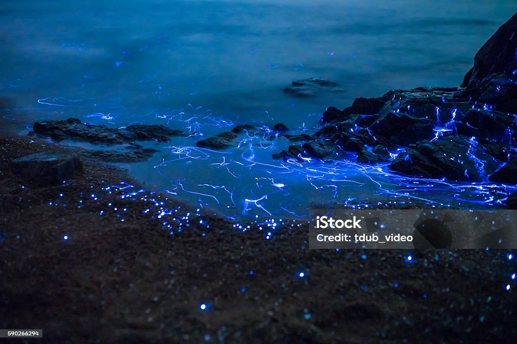 Sea Fireflies floating in the ocean Bioluminescent sea fireflies glittering like diamonds on the rocks and sand. Okayama, Japan. August 2016 Bioluminescence Stock Photo