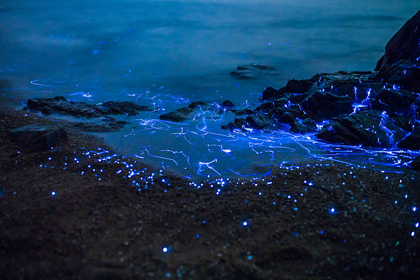 Sea Fireflies floating in the ocean Bioluminescent sea fireflies glittering like diamonds on the rocks and sand. Okayama, Japan. August 2016 okayama prefecture stock pictures, royalty-free photos & images