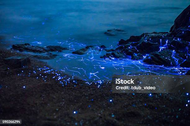 Sea Fireflies Floating In The Ocean Stock Photo - Download Image Now - Bioluminescence, Firefly, Sea