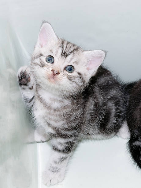 istock Cute American shorthair cat kitten with copy space 590266346