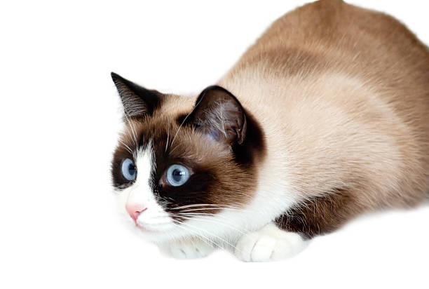 istock Snowshoe cat going to attack, isolated on white background 590266962