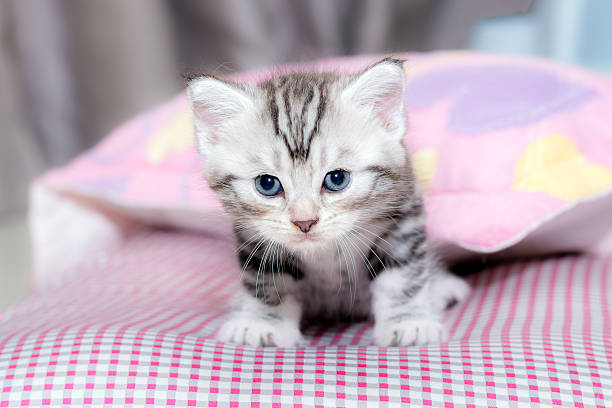 istock Cute American shorthair cat kitten with copy space 590267022