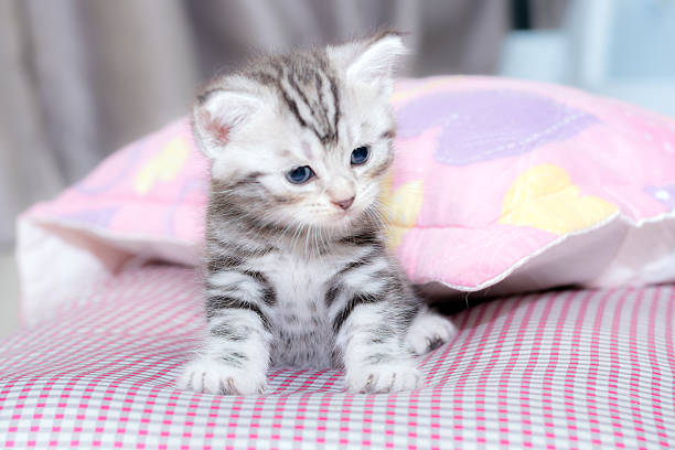 istock Cute American shorthair cat kitten with copy space 590267248