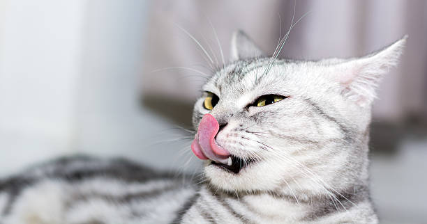 istock American shorthair cat is sitting and looking forward 590267342