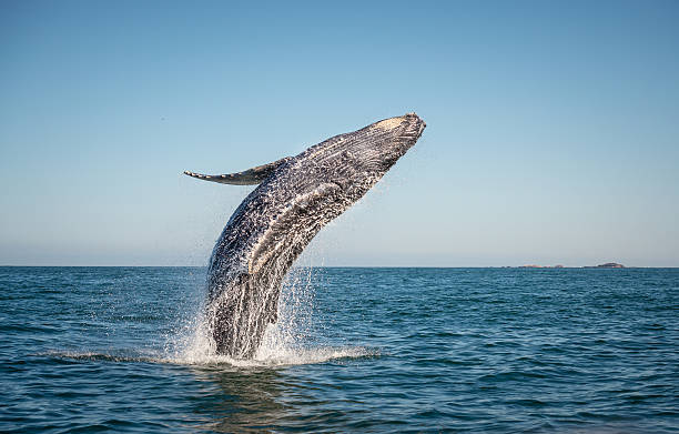 feliz violación de la ballena - saltos fuera del agua fotografías e imágenes de stock