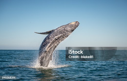 istock Happy whale breaching 590268314