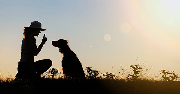 Dog training silhouette Silhouette of a female as training her dog - website banner sports training stock pictures, royalty-free photos & images