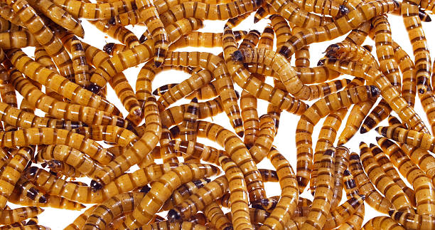 Zophobas morio (worms) close up stock photo
