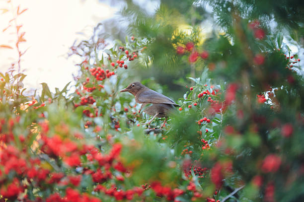 istock Bird on an Ilex aquifolium 590272820
