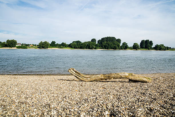 Dead Wood at River Rhine with View to Langst
