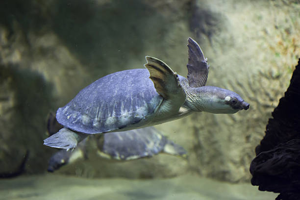 tortue à nez de cochon (carettochelys insculpta) - turtle photos et images de collection