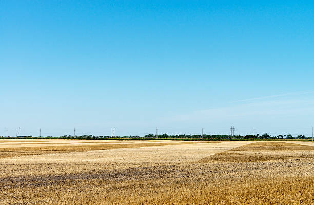 istock Harvested Wheat Field Landscape 590275506