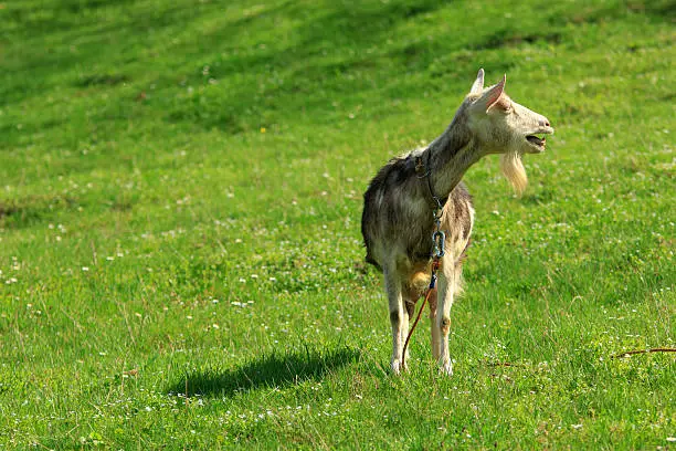domestic goat stands on a green grass and bleats