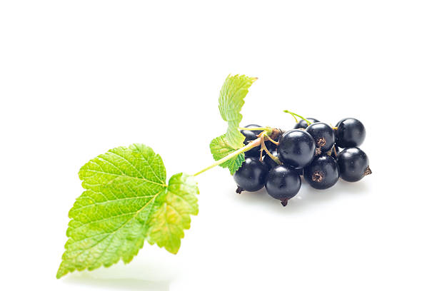 istock Branch of black currant on a white background. 590277454