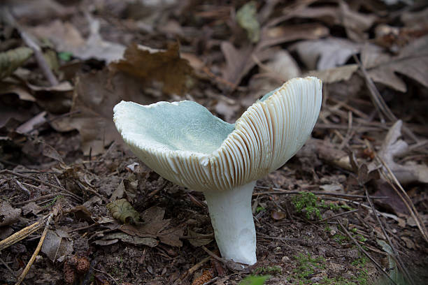 istock mushroom - Russula virescens 590278472