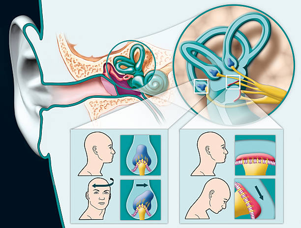 Vestibular system How does the human sense of balance work and where is it located? ear canal stock pictures, royalty-free photos & images