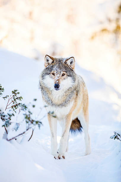 istock Snowy wolf stands in beautiful winter forest 590281866