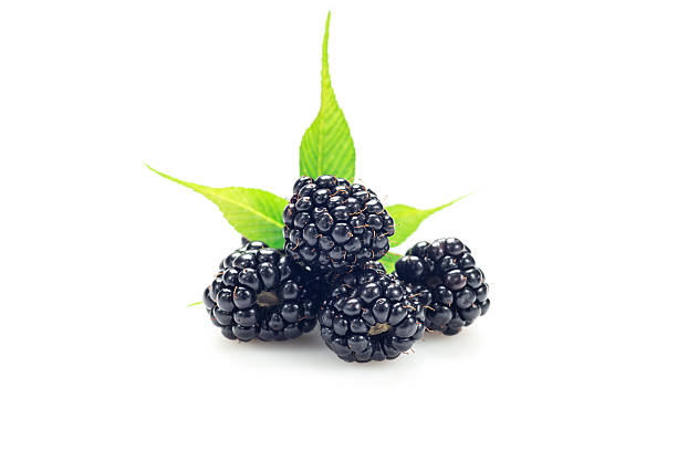 istock Bunch of blackberries isolated on white 590282056