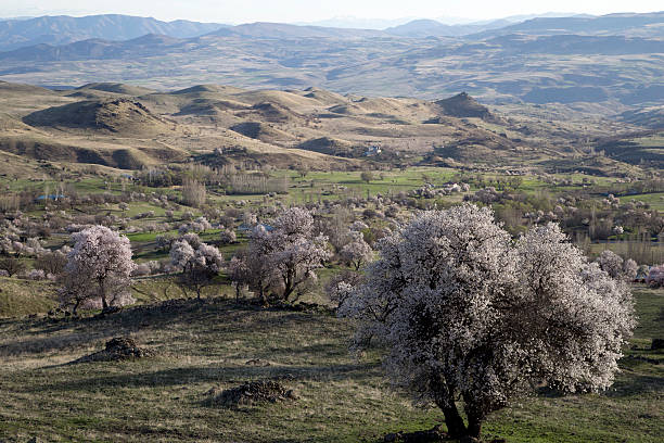 Almond trees blooming in wild nature. Almond trees blooming in wild nature, Dersim, Turkey tunceli stock pictures, royalty-free photos & images