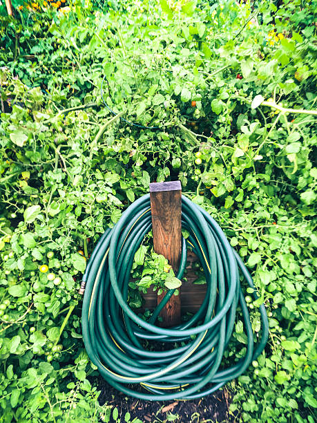 istock Tomato Plants Growing In An Organic Raised Bed 590282752