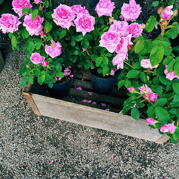 Pots with beautiful pink roses. Summer garden.