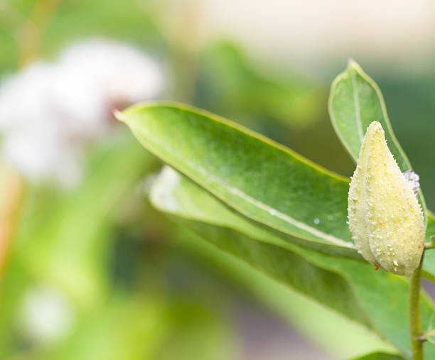 istock Closeup of Milkweed Plant 590282908