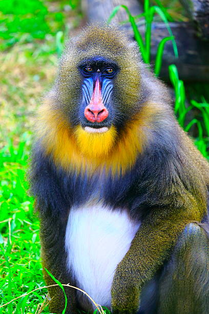 Mandrill (Mandrillus sphinx) close-up portrait. Moscow Zoo