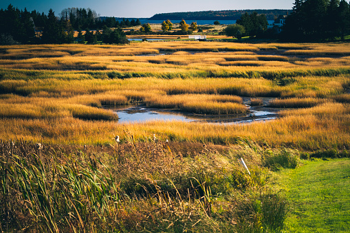 Yellow Grasses Wetlands In Nova Scotia Canada