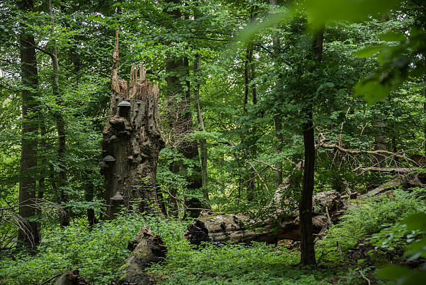 Suserup Skov natural forest in Denmark