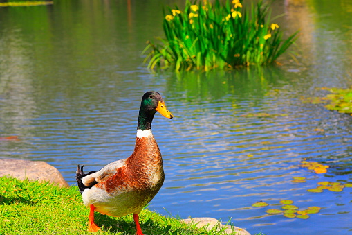 Lonely Green head Mallard Duck drake quacking on the bright lake