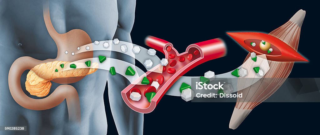 Insulin Insulin being released into bloodstream to bind glucose Insulin Stock Photo