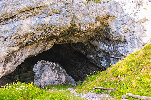 пещера потошка зилка - cave bear стоковые фото и изображения