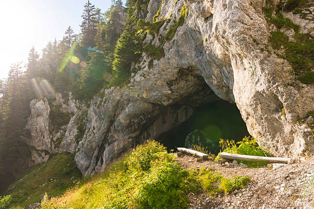 пещера потошка зилка - cave bear стоковые фото и изображения