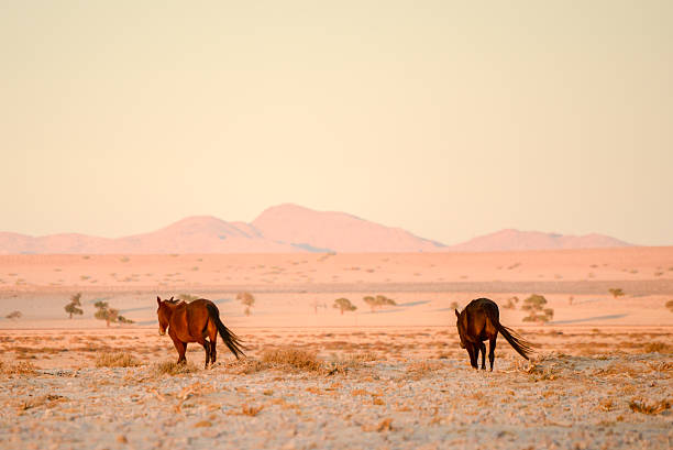 istock Horses walking away in desert. 590286620