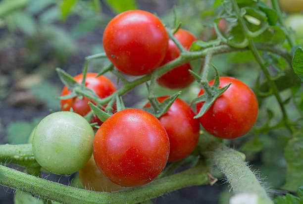 istock Green and red tomatoes grow on twigs 590286806