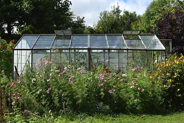 istock Garden greenhouse with flowers 590286854