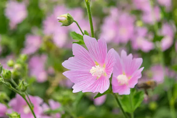 Pink mallow flowers. Close up view of the blooming a hollyhock flower. Blooming Hibiscus