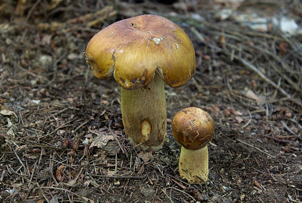 istock fungi - wild mushrooms 590286976