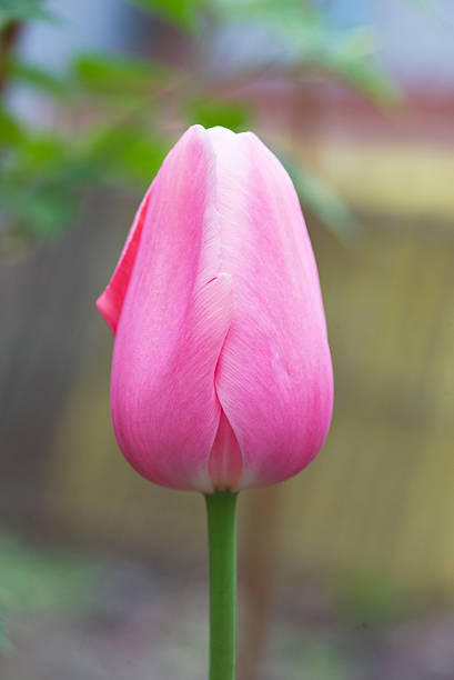 istock pink tulip on the blurred background 590287002