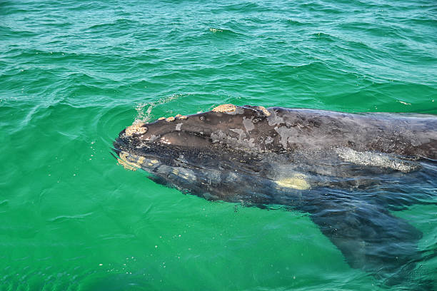 istock Juvenile Southern Right Whale 590287160