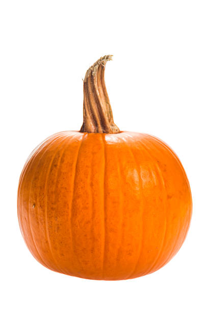 istock Decorative orange Sugar Pumpkin on a white background 590289096