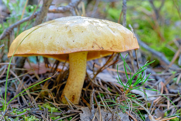 istock Suillus luteus mushroom. Selective focus 590289296