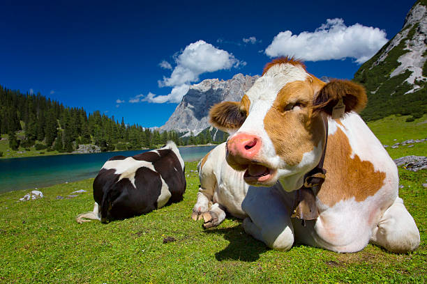 Pasture idyll on Seeebensee lake with Zugspitze in background