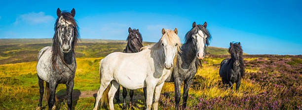 Wild horse herd on heather mountain top panorama Brecon Beacons Herd of wild ponies grazing on the golden grasses and heathers of a high mountain ridge deep in the Brecon Beacons National Park of Wales, UK. wales mountain mountain range hill stock pictures, royalty-free photos & images