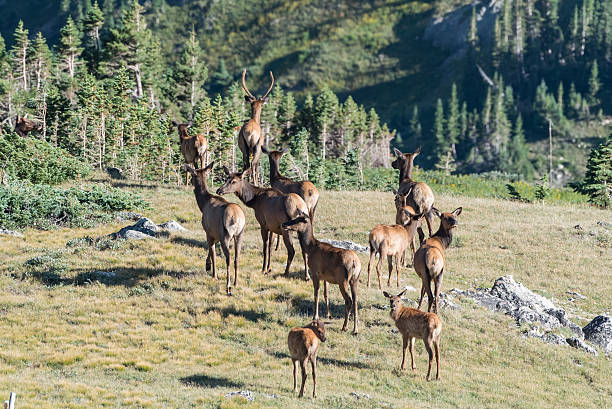 istock Herd of Young Elk 590290510
