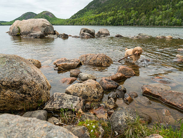 Dog Plays Fetch in  a Rock Filled Pond.