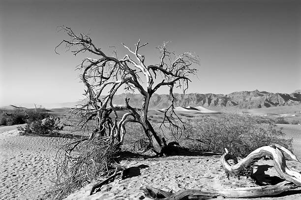 albero del deserto - mesquite tree foto e immagini stock