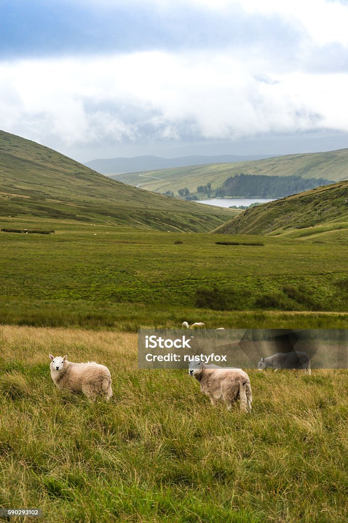 Mountain Landscape with Sheeps, Brecon Beacons, South Wales, UK - Royaltyfri Brecon Beacons Bildbanksbilder